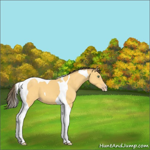 Horse Color:Amber Cream Champagne Tobiano 