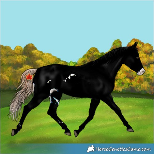 Horse Color:Red Dun Appaloosa