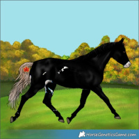 Horse Color:Red Dun Near Leopard 