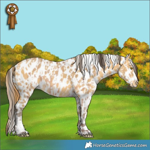 Horse Color:Amber Champagne Appaloosa  and Amber Cream Champagne Appaloosa 