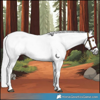 Horse Color:Gray Silver Black Pearl Tobiano Appaloosa 