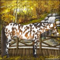 Horse Color:Buckskin Leopard 