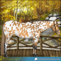 Horse Color:Buckskin Near Leopard 