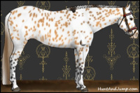 Horse Color:Buckskin Leopard 