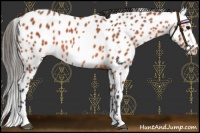 Horse Color:Bay Leopard 