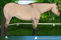 Horse Color:Bay Dun 