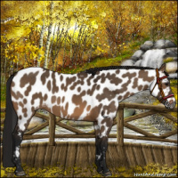 Horse Color:Gray Brown Dun Near Leopard 