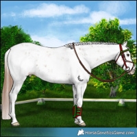 Horse Color:Chestnut Sabino 
