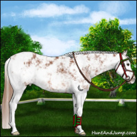 Horse Color:Chestnut Sabino 