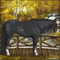 Horse Color:Black Sabino 