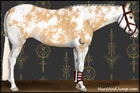 Horse Color:Palomino Dun Sabino 
