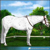 Horse Color:Black Sabino 
