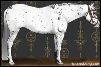 Horse Color:Black Sabino 