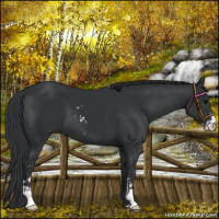 Horse Color:Black Sabino