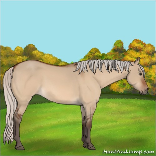 Horse Color:Silver Bay Dun