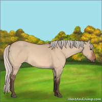 Horse Color:Silver Bay Dun 
