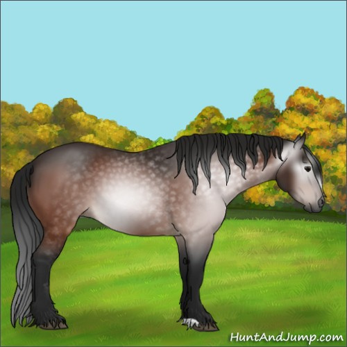 Horse Color:Gray Bay