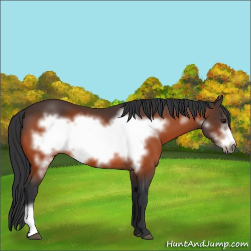 Horse Color:Bay Frame 