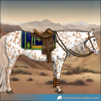 Horse Color:Chestnut Appaloosa 