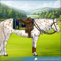 Horse Color:Chestnut Appaloosa