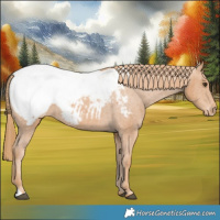 Horse Color:Chestnut Snowcap 