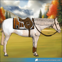 Horse Color:Chestnut Appaloosa 
