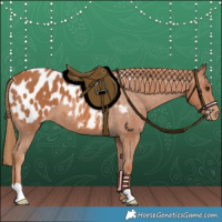 Horse Color:Chestnut Appaloosa