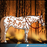 Horse Color:Chestnut Appaloosa