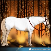 Horse Color:Chestnut Appaloosa 