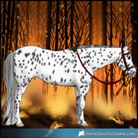 Horse Color:Black Appaloosa
