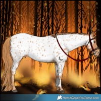 Horse Color:Chestnut Appaloosa