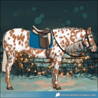 Horse Color:Chestnut Appaloosa