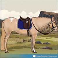 Horse Color:Chestnut Appaloosa