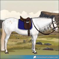 Horse Color:Chestnut Appaloosa 