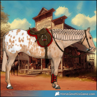 Horse Color:Chestnut Appaloosa