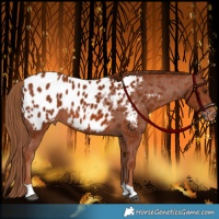 Horse Color:Chestnut Appaloosa