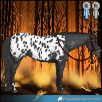 Horse Color:Black Near Leopard 