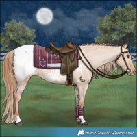 Horse Color:Red Dun Appaloosa