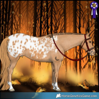 Horse Color:Chestnut Appaloosa