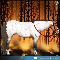 Horse Color:Bay Appaloosa 