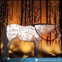 Horse Color:Bay Roan Appaloosa