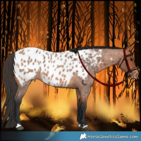 Horse Color:Bay Roan Appaloosa 