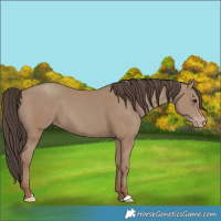 Horse Color:Classic Champagne 