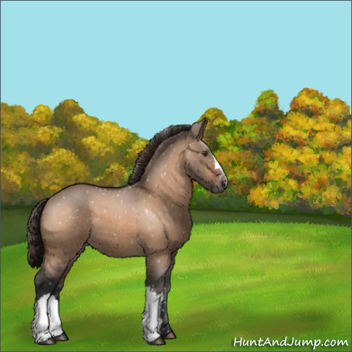 Horse Color:Bay Dun Appaloosa 