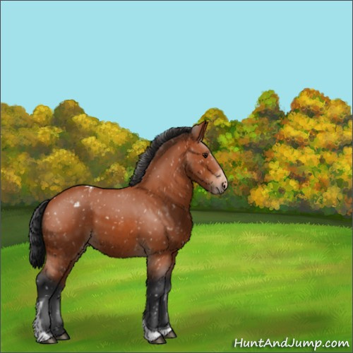 Horse Color:Bay Tobiano Appaloosa 