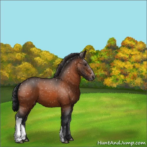 Horse Color:Brown Appaloosa 