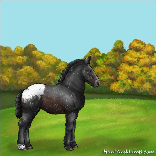 Horse Color:Brown Appaloosa 