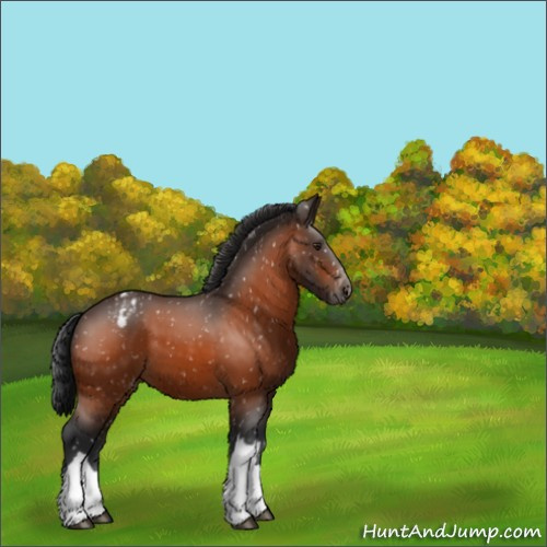 Horse Color:Brown Appaloosa 