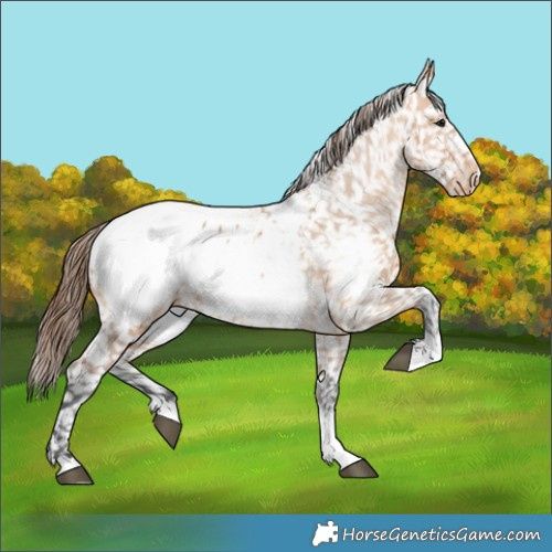 Horse Color:Bay Dun Appaloosa 