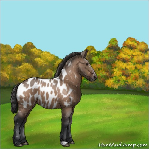 Horse Color:Brown Dun Appaloosa 